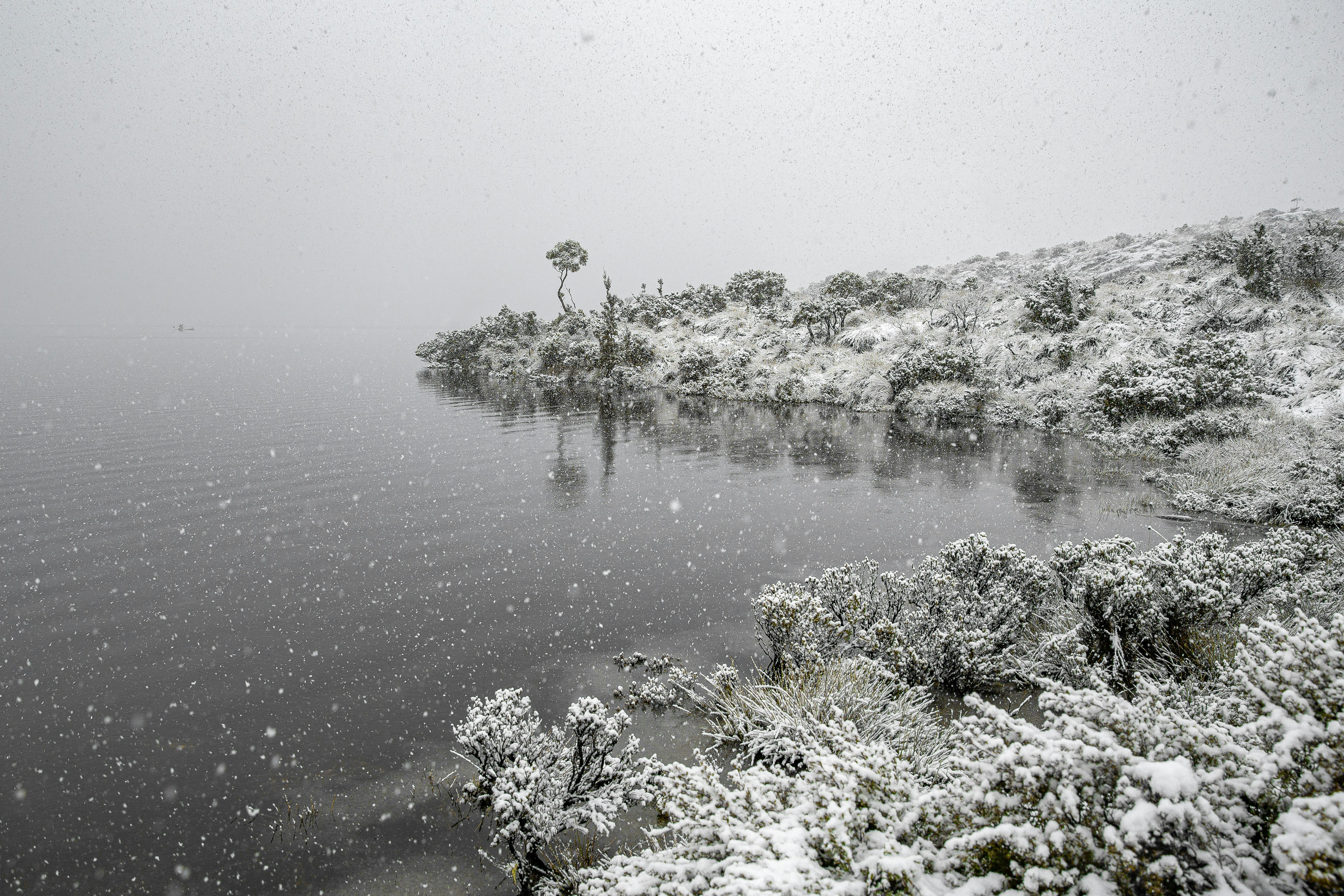 snow covered trees and plants on body of water